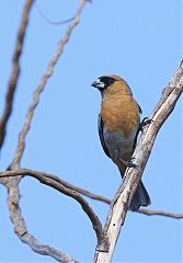 Cinnamon Tanager